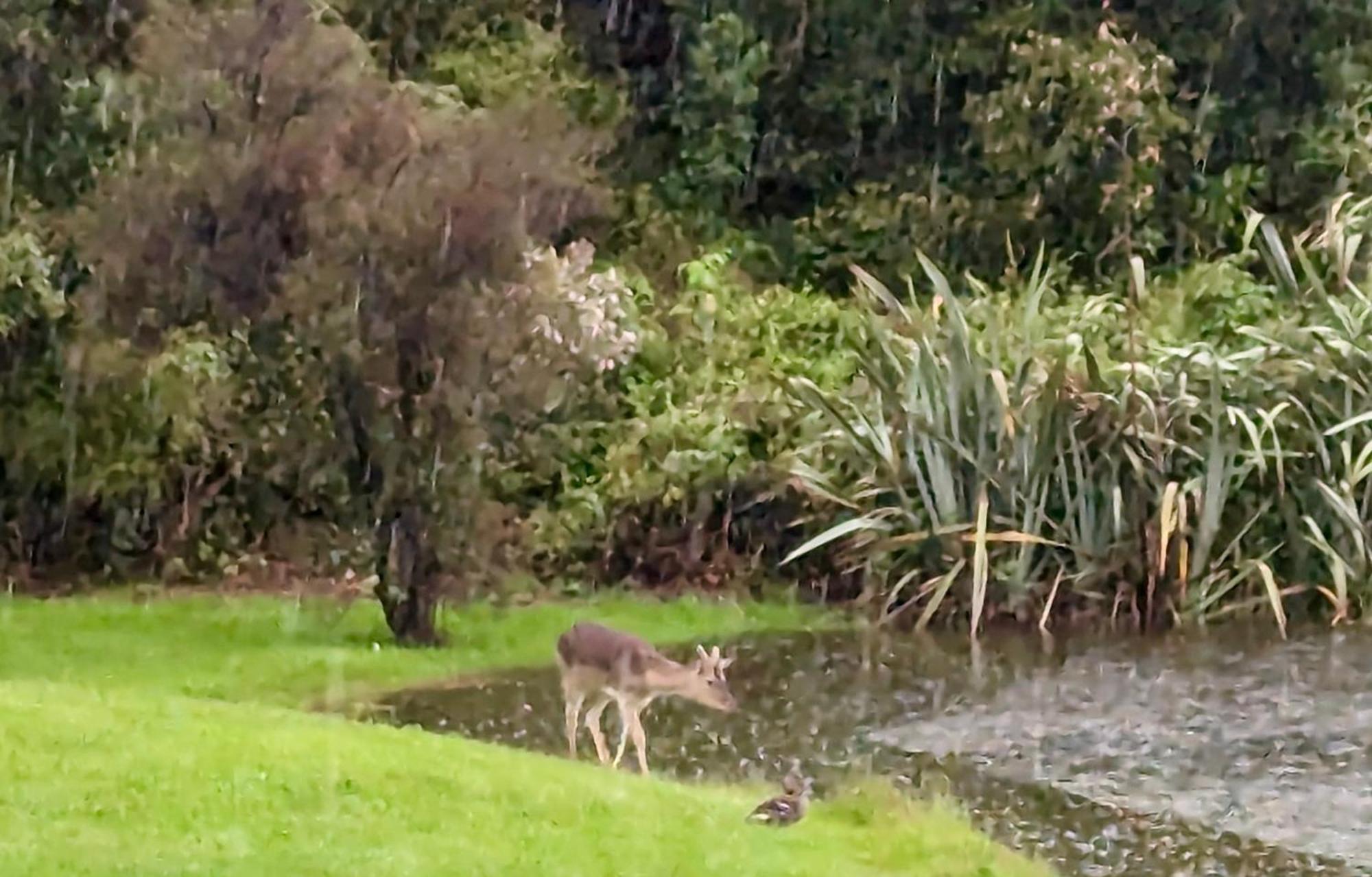 Heritage Park Lodge Haast Esterno foto